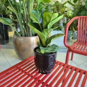 Fikus dębolistny bambino (Ficus lyrata) 30cm