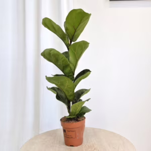 Fikus dębolistny bambino (Ficus lyrata) 55-70cm
