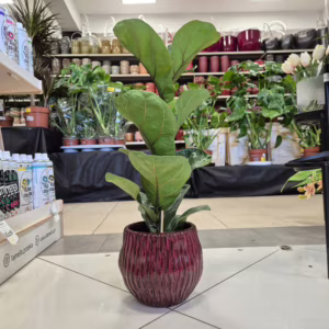 Fikus dębolistny bambino (Ficus lyrata) 55-70cm