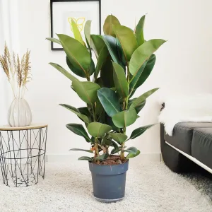 Fikus sprężysty (Ficus elastica 'Robusta') 120cm