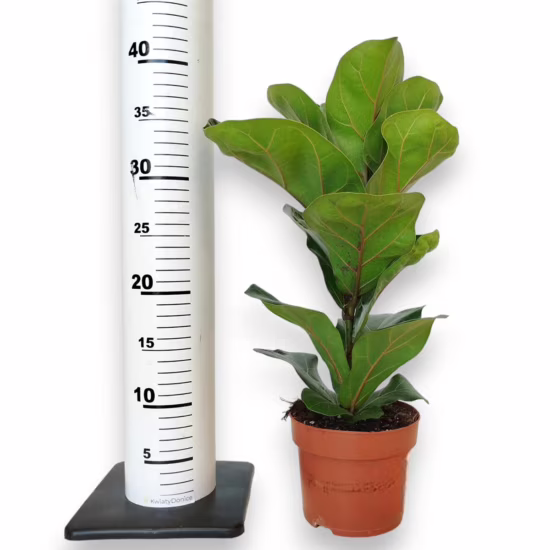 Fikus dębolistny bambino (Ficus lyrata) 30-40cm