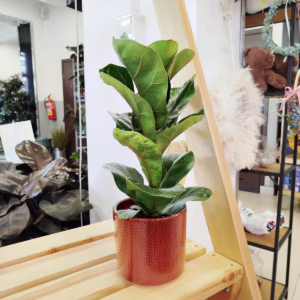 Fikus dębolistny bambino (Ficus lyrata) 30-40cm