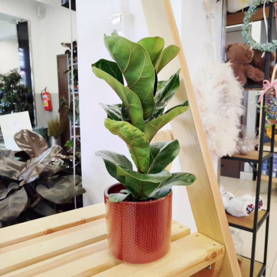 Fikus dębolistny bambino (Ficus lyrata) 30-40cm