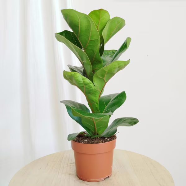 Fikus dębolistny bambino (Ficus lyrata) 30-40cm