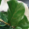 Fikus dębolistny (Ficus lyrata) 110-120cm