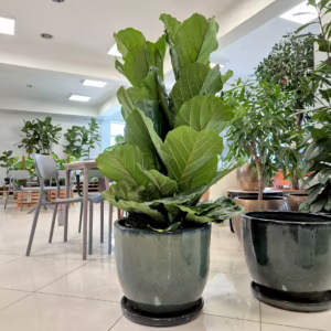 Fikus dębolistny (Ficus lyrata) 135-145cm