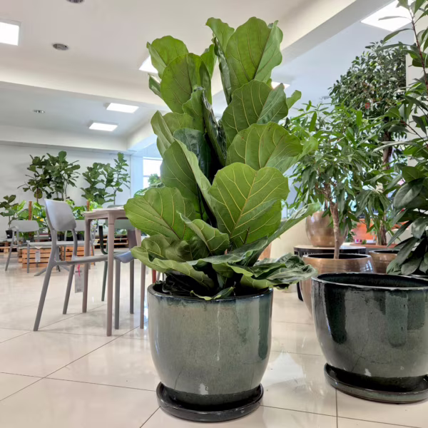 Fikus dębolistny (Ficus lyrata) 135-145cm