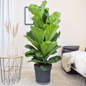 Fikus dębolistny (Ficus lyrata) 135-145cm