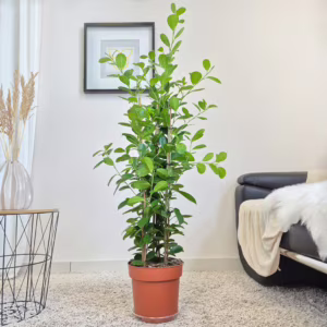 Fikus tępy (Ficus microcarpa 'Moclame') 110-130cm