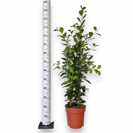 Fikus tępy (Ficus microcarpa 'Moclame')