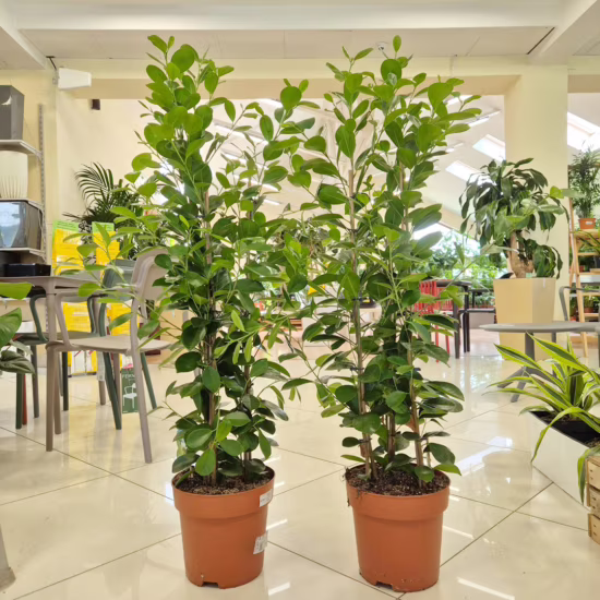 Fikus tępy (Ficus microcarpa 'Moclame')