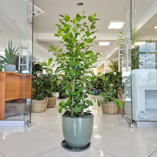 Fikus tępy (Ficus microcarpa 'Moclame')