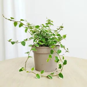 Fikus pumila (Ficus 'White Sunny') 15cm