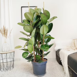 Fikus sprężysty (Ficus elastica 'Robusta') 140cm