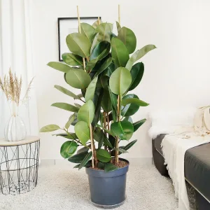 Fikus sprężysty (Ficus elastica 'Robusta') 140cm