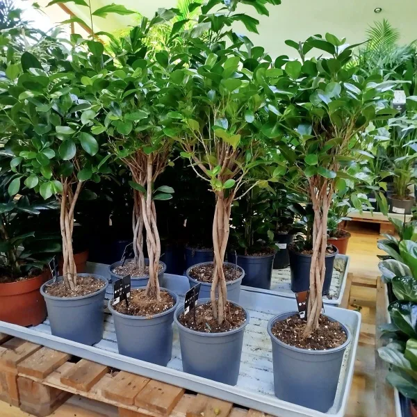 Fikus tępy (Ficus microcarpa 'Moclame') 80cm