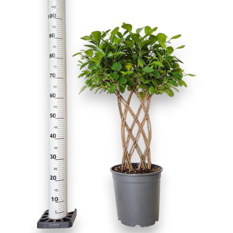 Fikus tępy (Ficus microcarpa 'Moclame') 95cm