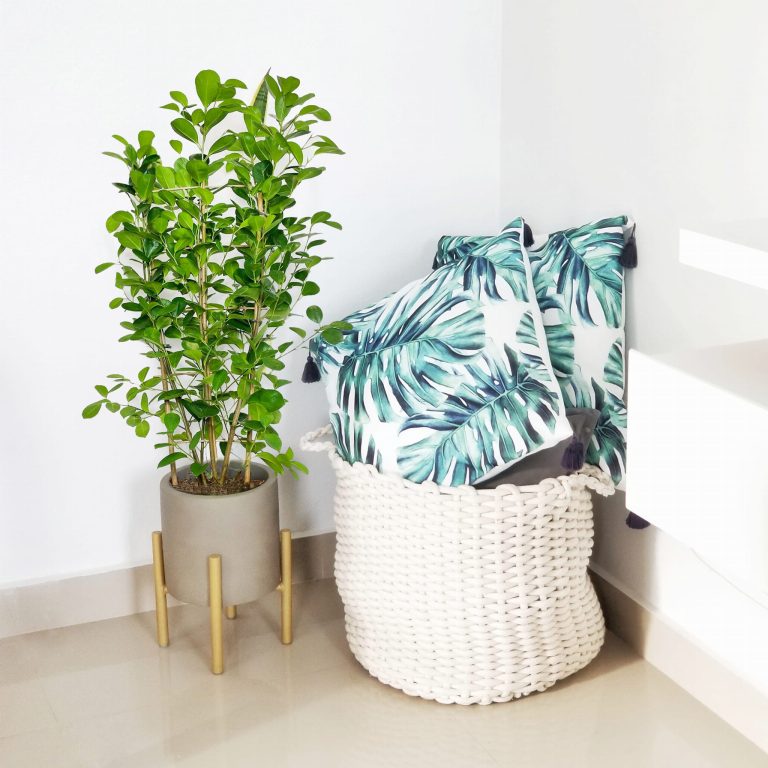 Fikus tępy (Ficus microcarpa 'Moclame') 100cm