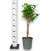Fikus tępy (Ficus microcarpa 'Moclame’) 80cm