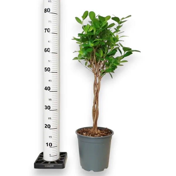 Fikus tępy (Ficus microcarpa 'Moclame') 80cm
