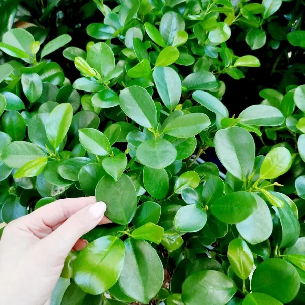 Fikus tępy (Ficus microcarpa 'Moclame') 80cm