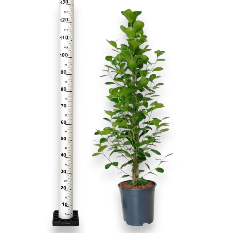 Fikus tępy (Ficus microcarpa 'Moclame') 125cm