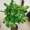 Fikus tępy (Ficus microcarpa 'Moclame’) 80cm