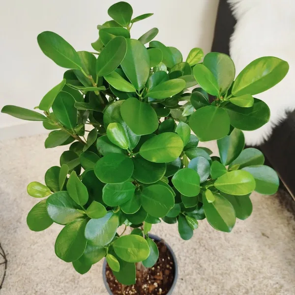 Fikus tępy (Ficus microcarpa 'Moclame') 80cm