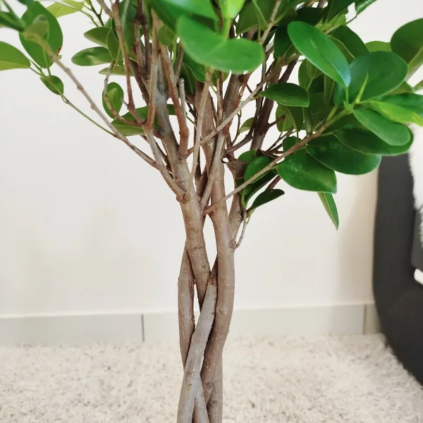 Fikus tępy (Ficus microcarpa 'Moclame') 80cm