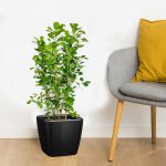 Fikus tępy (Ficus microcarpa 'Moclame') 100cm