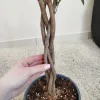 Fikus tępy (Ficus microcarpa 'Moclame’) 80cm