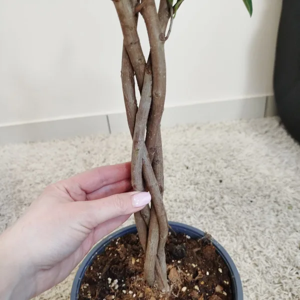 Fikus tępy (Ficus microcarpa 'Moclame') 80cm