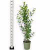 Fikus tępy (Ficus microcarpa ‘Moclame’) 160CM