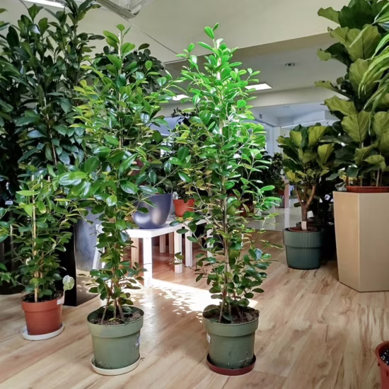 Fikus tępy (Ficus microcarpa ‘Moclame’) 160CM
