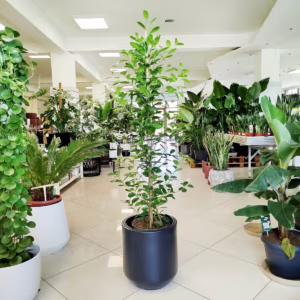 Fikus tępy (Ficus microcarpa 'Moclame') 160-175cm