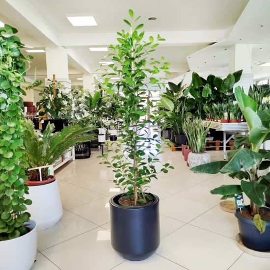 Fikus tępy (Ficus microcarpa ‘Moclame’) 160CM