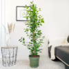 Fikus tępy (Ficus microcarpa ‘Moclame’) 160CM