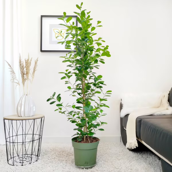 Fikus tępy (Ficus microcarpa 'Moclame') 145-150cm