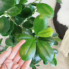Fikus tępy (Ficus microcarpa ‘Moclame’) 160CM