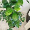 Fikus tępy (Ficus microcarpa ‘Moclame’) 160CM