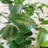 Fikus tępy (Ficus microcarpa ‘Moclame’) 160CM