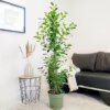Fikus tępy (Ficus microcarpa ‘Moclame’) 160CM