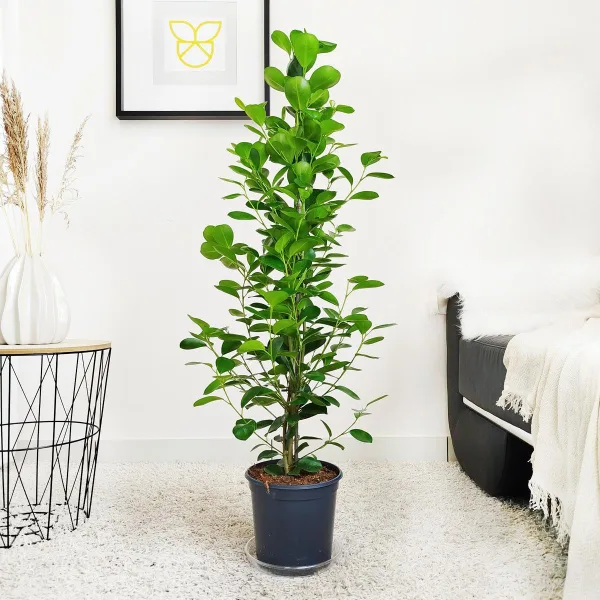 Fikus tępy (Ficus microcarpa 'Moclame') 125cm