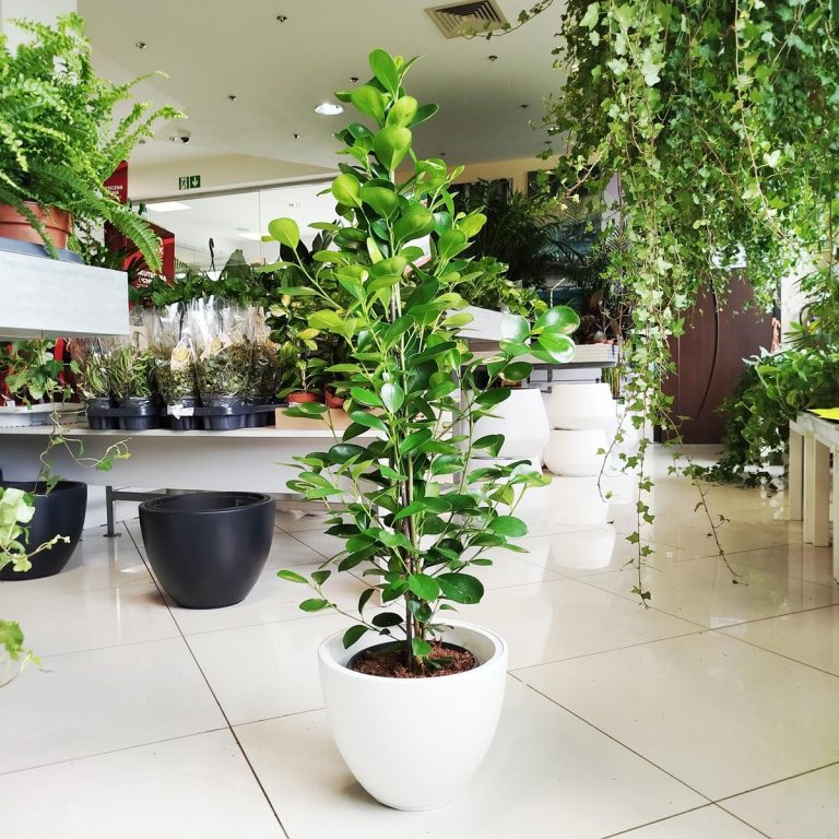 Fikus tępy (Ficus microcarpa 'Moclame') 125cm