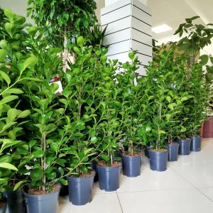 Fikus tępy (Ficus microcarpa 'Moclame') 110cm