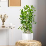 Fikus tępy (Ficus microcarpa 'Moclame') 100cm