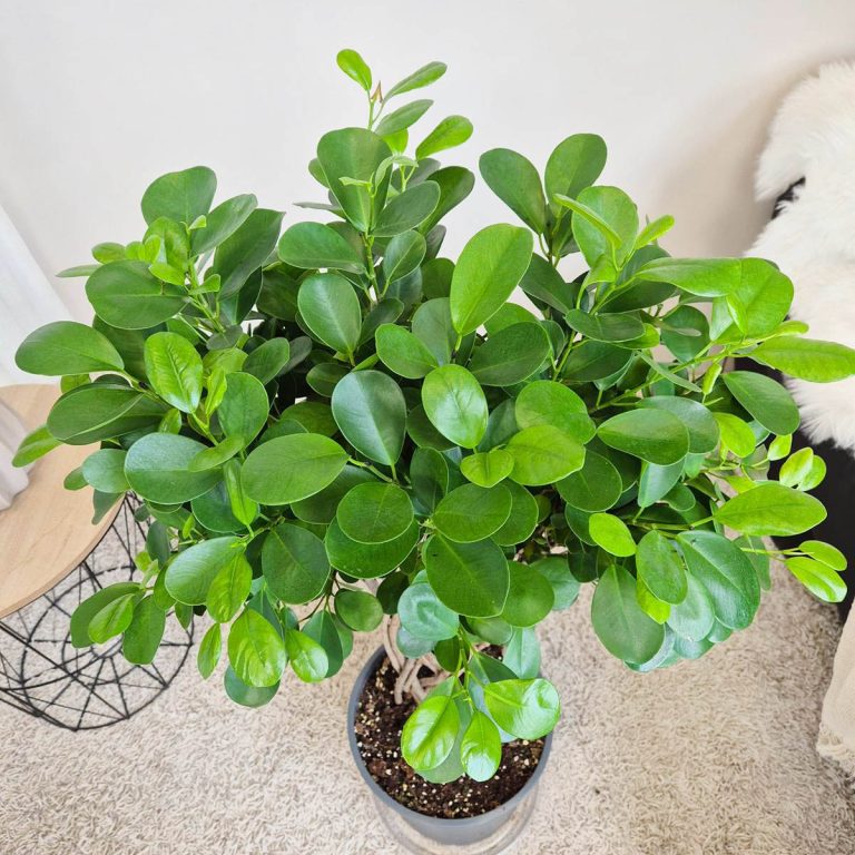 Fikus tępy (Ficus microcarpa 'Moclame') 95cm