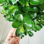 Fikus tępy (Ficus microcarpa 'Moclame') 125cm