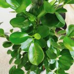 Fikus tępy (Ficus microcarpa 'Moclame') 125cm