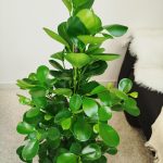 Fikus tępy (Ficus microcarpa 'Moclame') 125cm